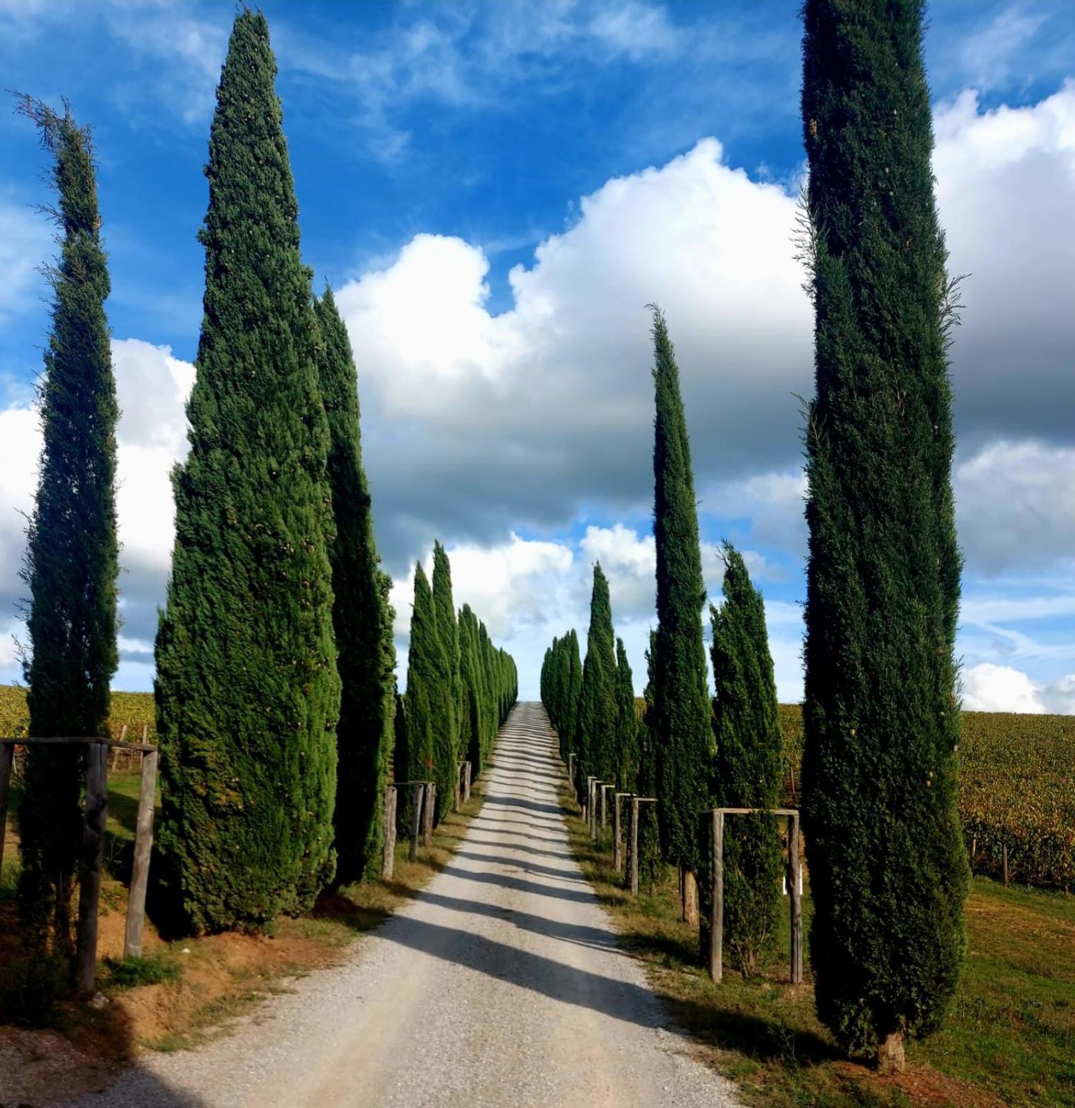 House With A View In Tuscany San Gusme 외부 사진
